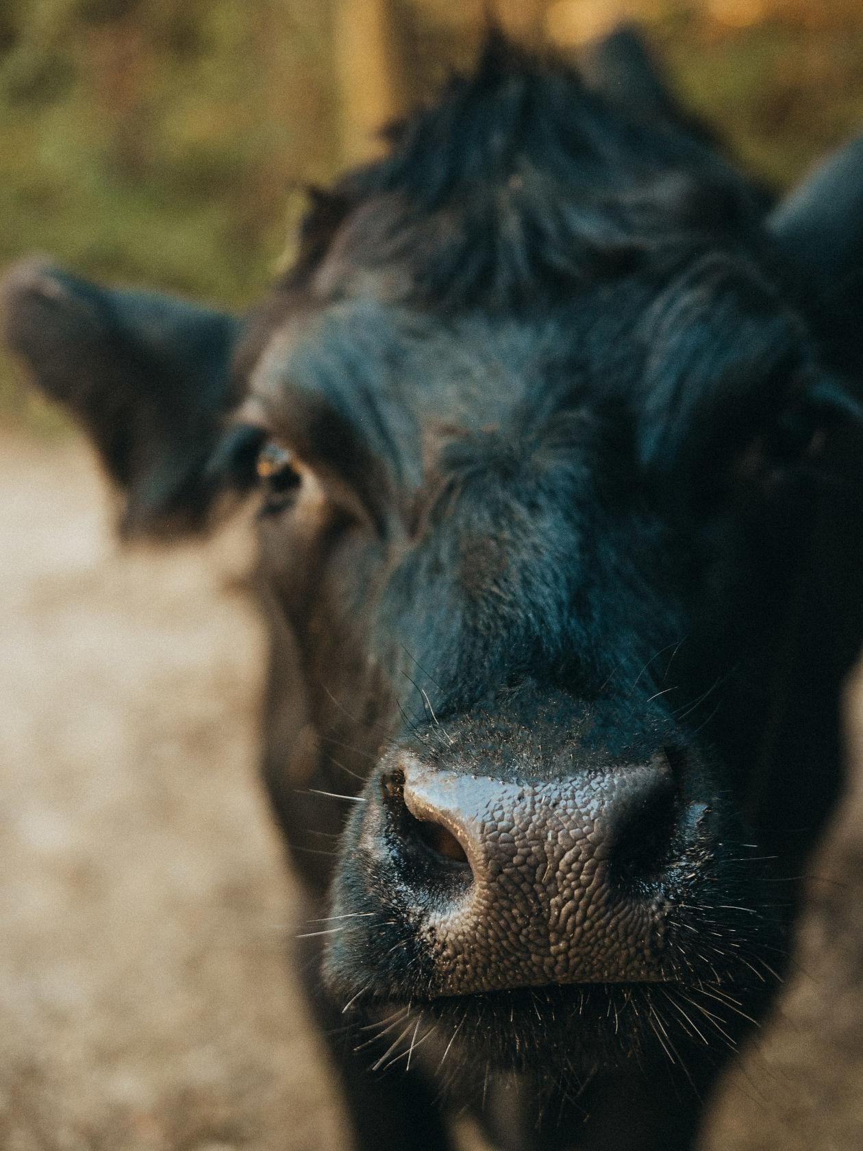 cow at the barn