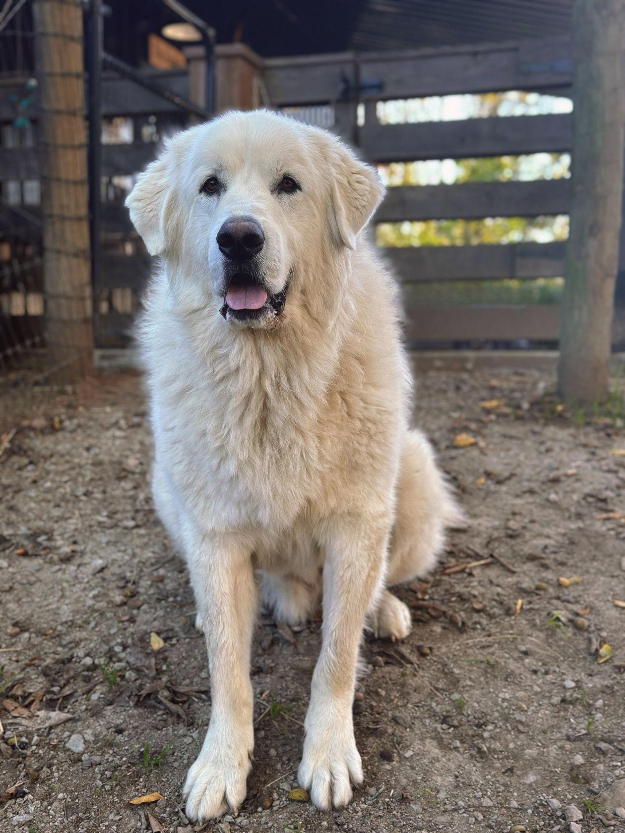 dog at the barn