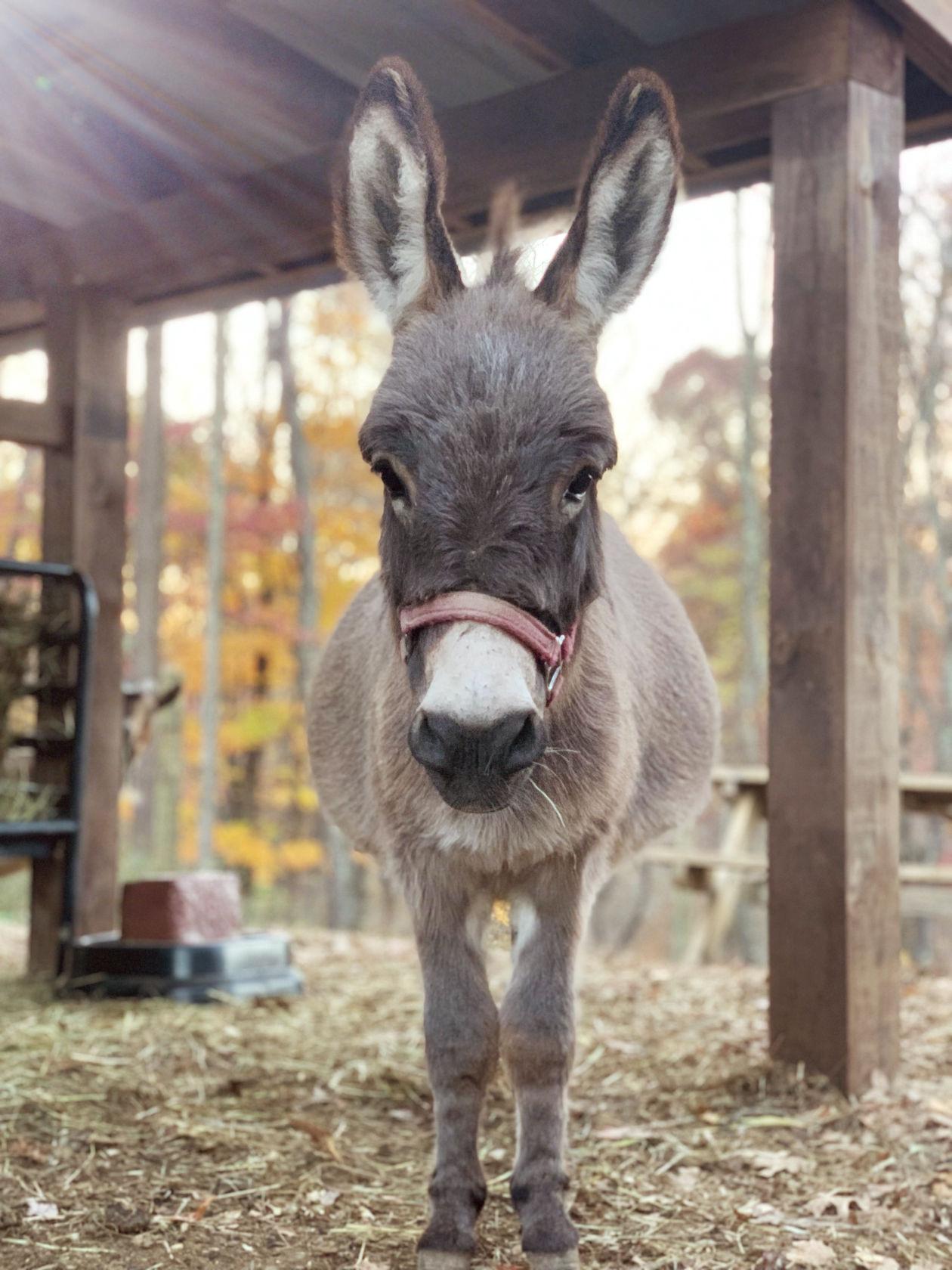 donkey at the barn