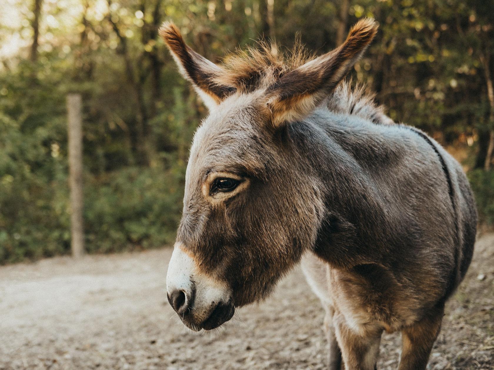 donkey at the barn