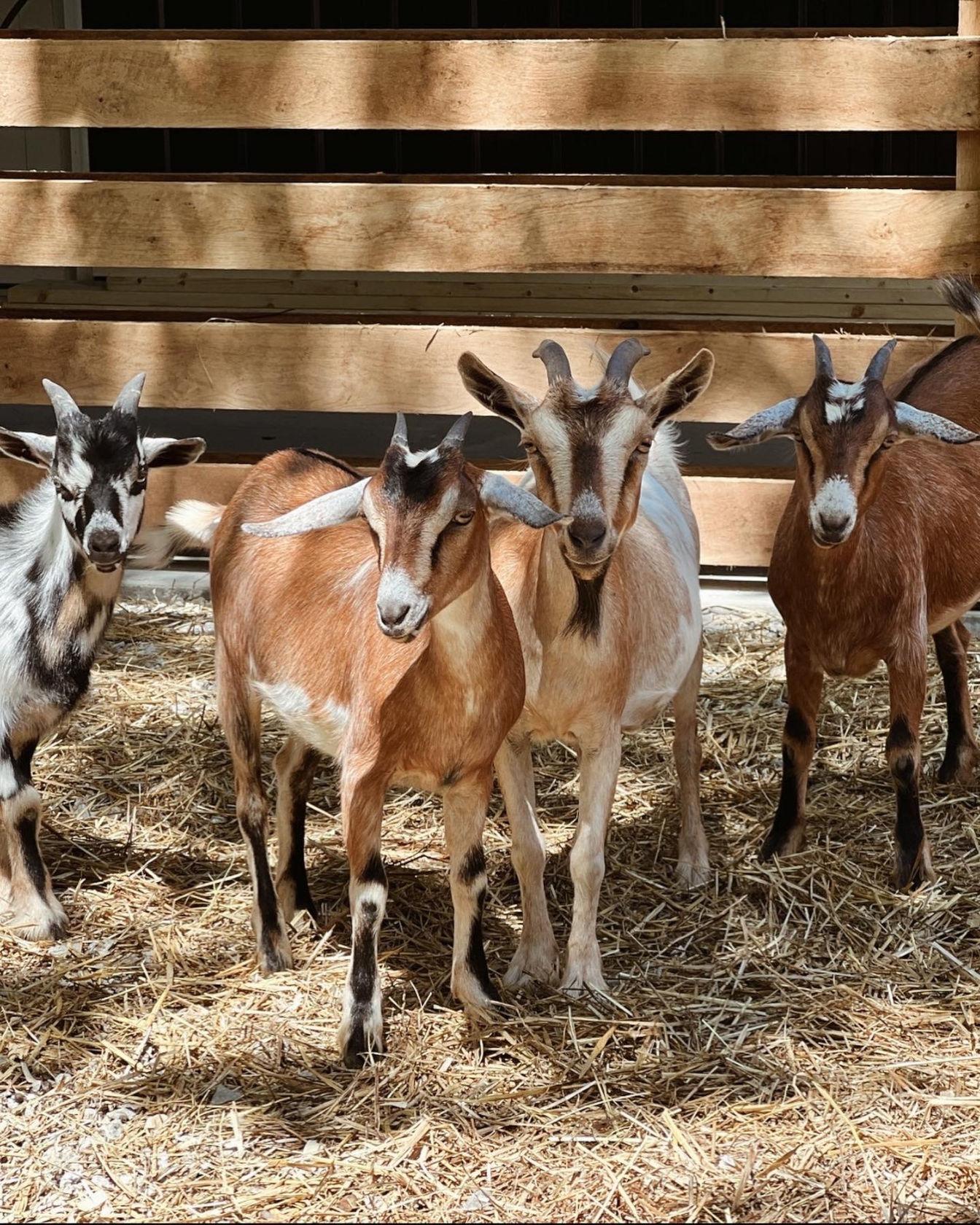 goats at the barn